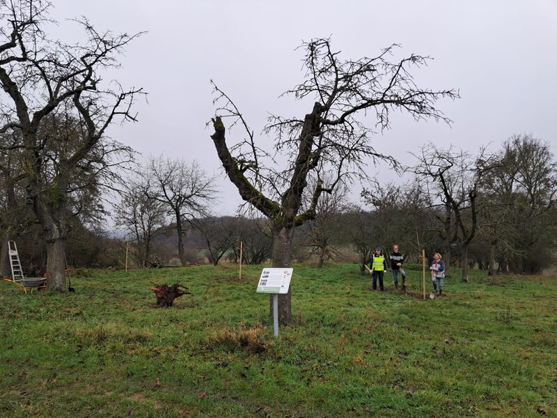 Menschen auf der Streuuobstwiese mit frisch gepflanztem Baum und Infotafel im Vordergrund