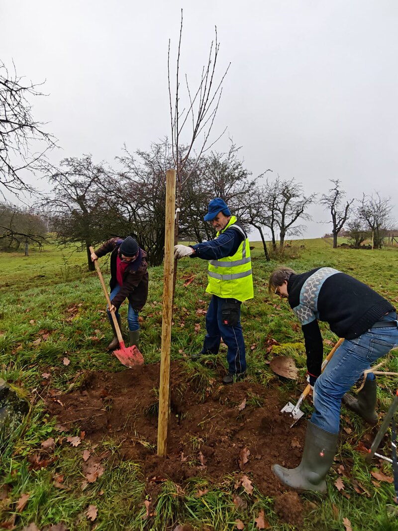 Drei Menschen beim Obstbaumpflanzen. Zwei Menschen schippen Erde in ein Loch, einer hält den Baum.