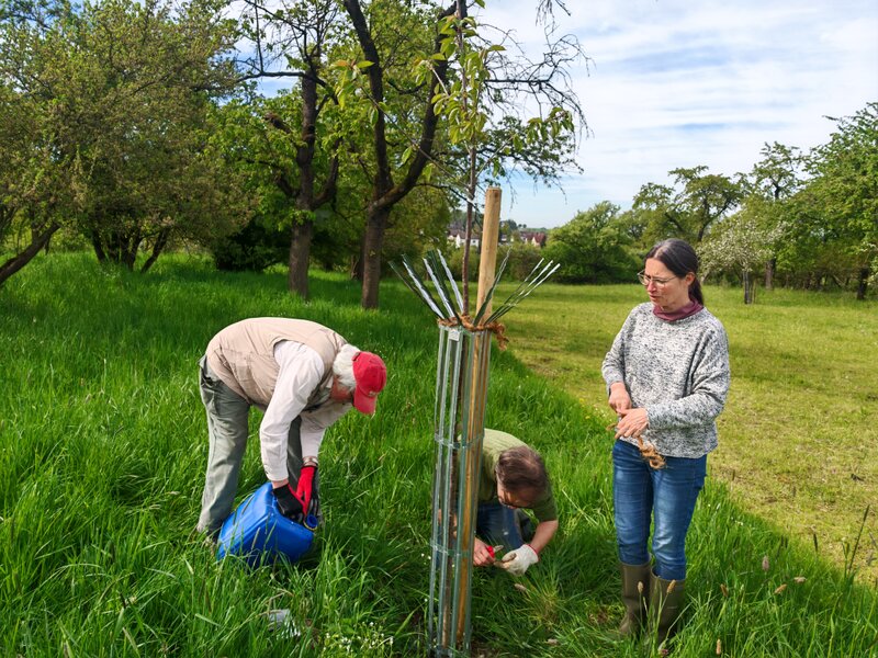Baum wird gegossen und festgebunden.